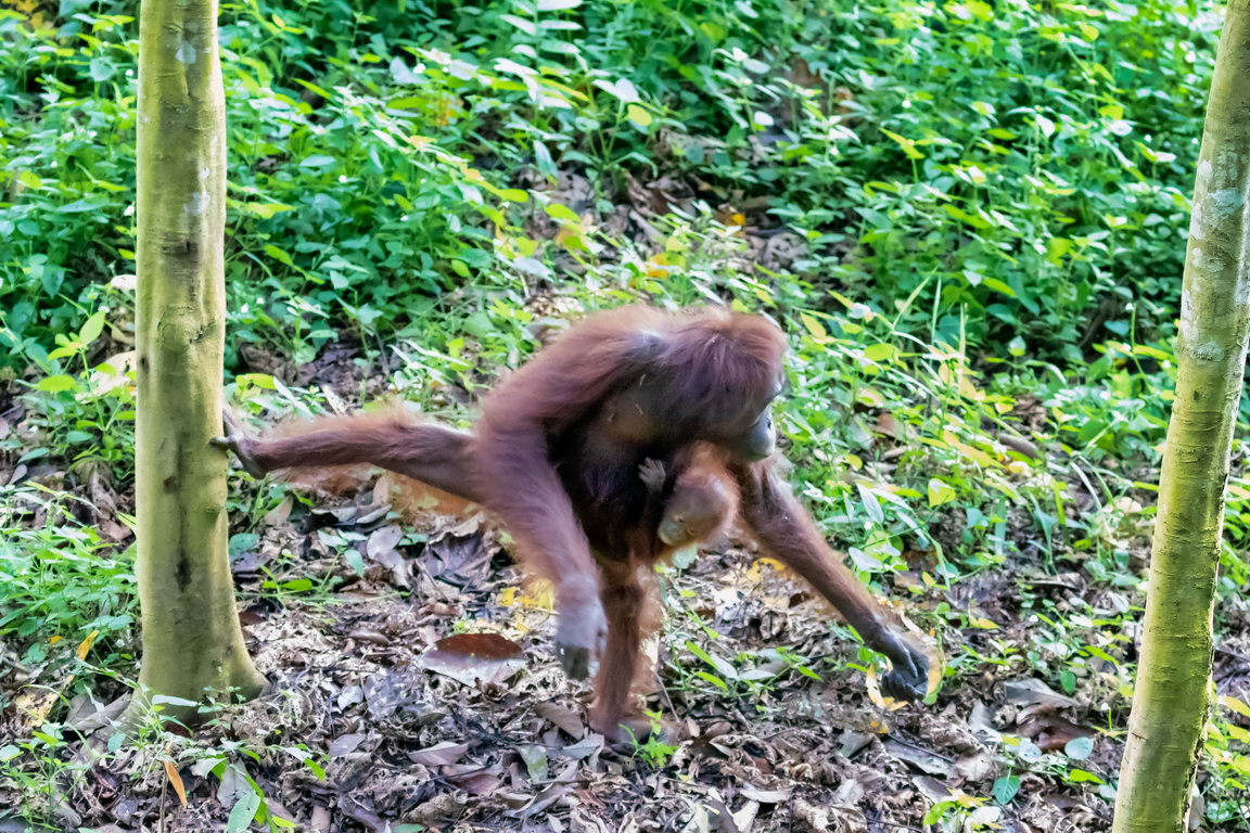 8461 Kutai NP Orang Oetan.jpg