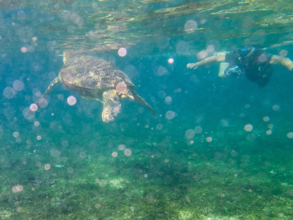 0098 Derawan Schildpad.jpg