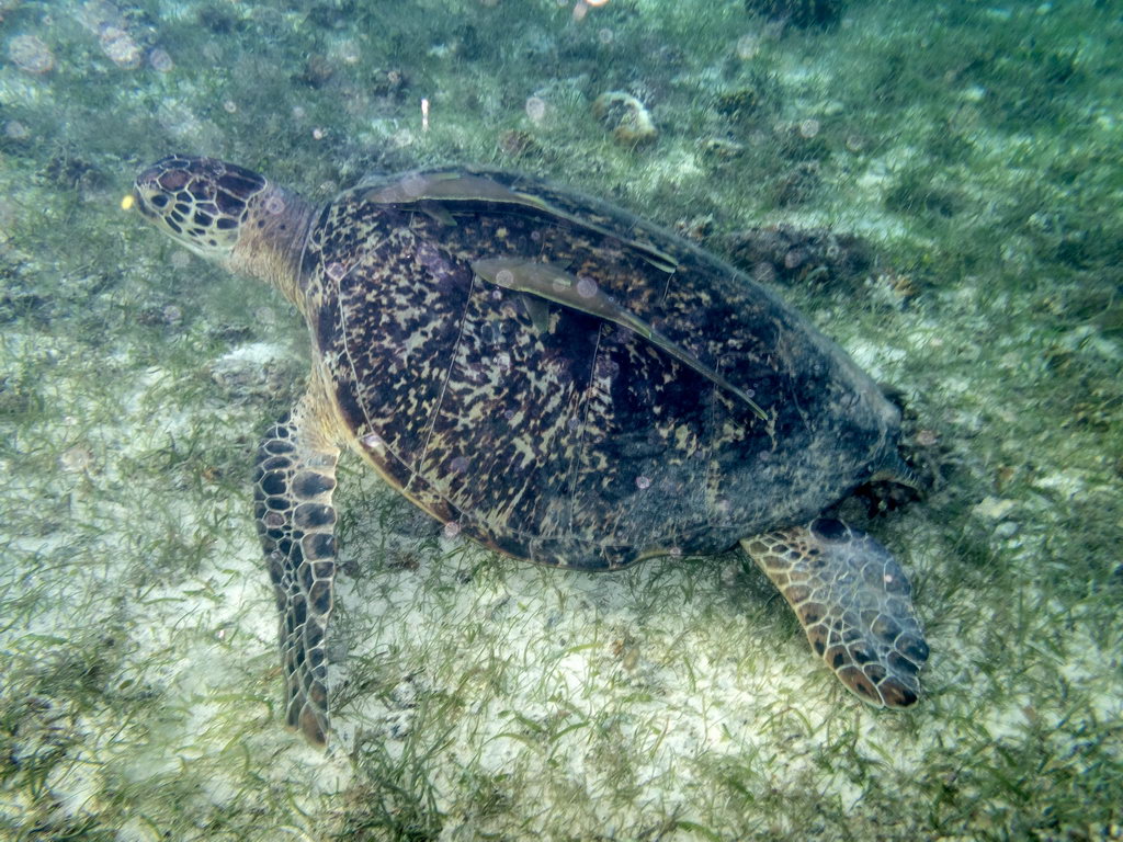 0105 Derawan Schildpad.jpg