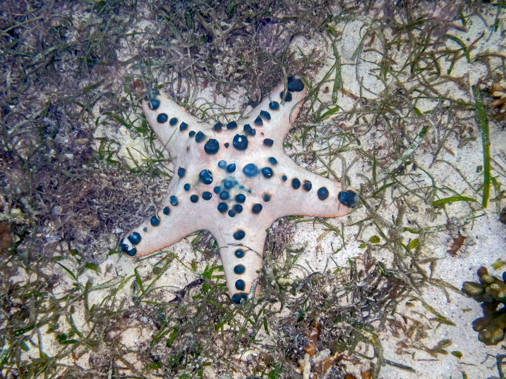 0115 Derawan Onder water.jpg