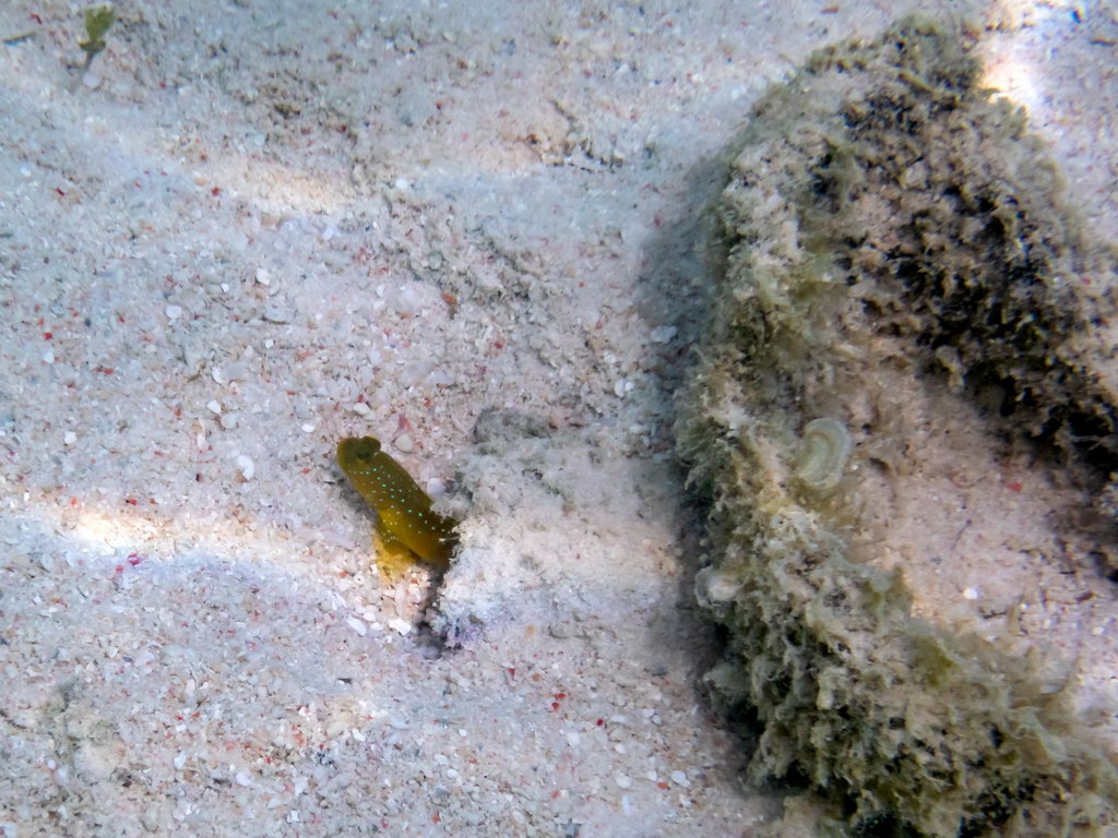 0128 Sanggalaki Island Onder water.jpg