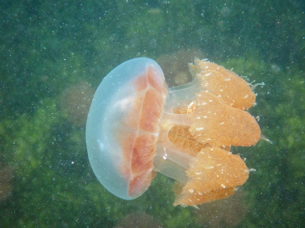 0143 Kakaban Island Kwal.jpg