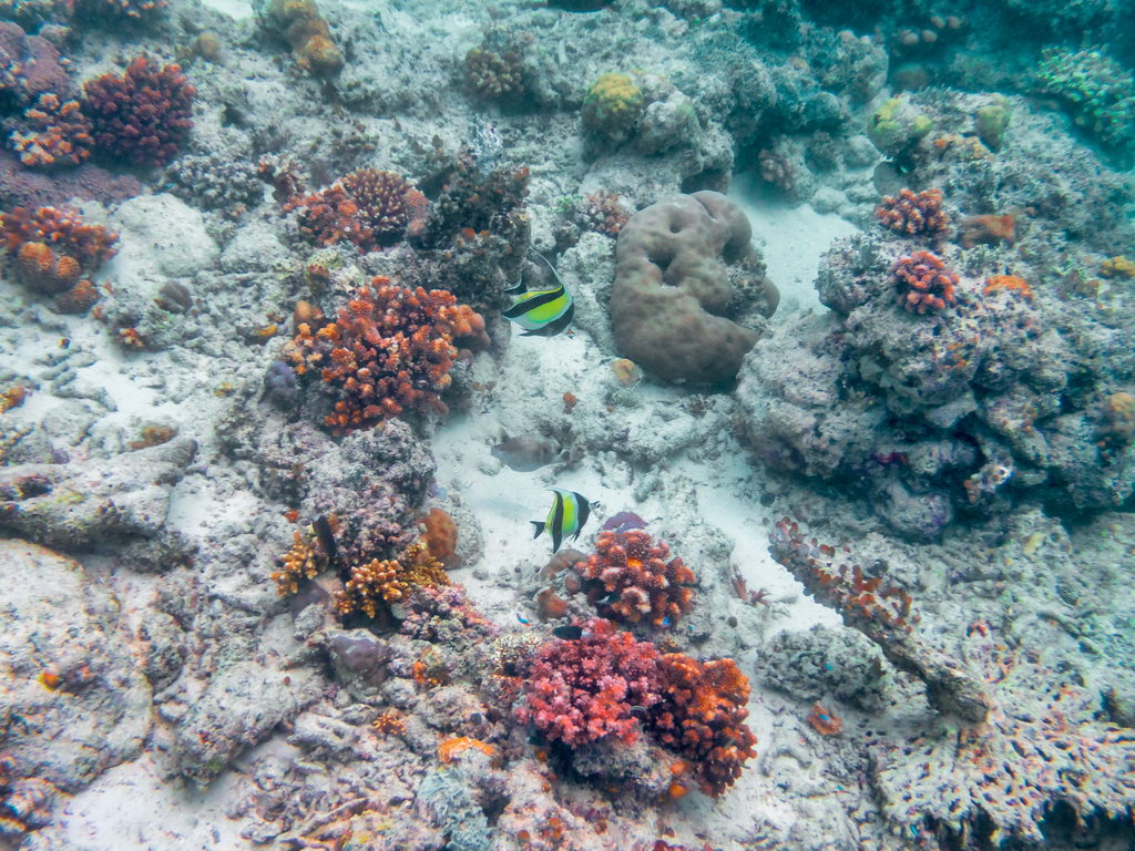 0157 Maratua Island Onder water.jpg
