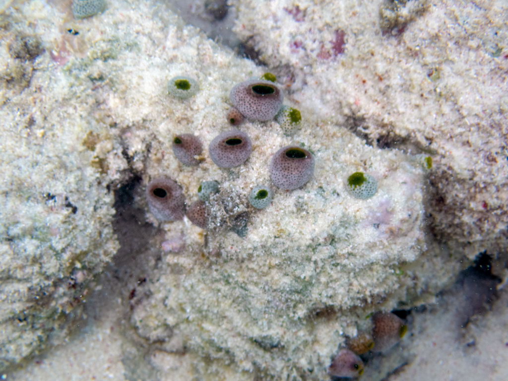 0183 Maratua Island Onder water.jpg