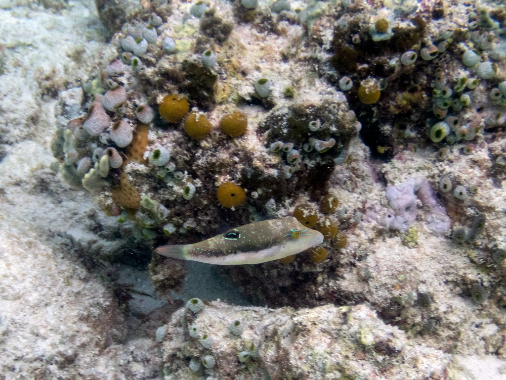 0190 Maratua Island Onder water.jpg