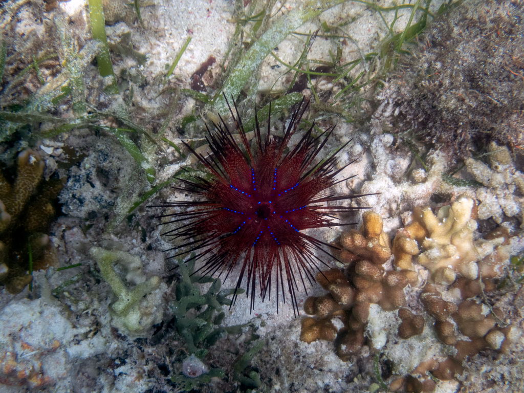 0202 Derawan Onder water.jpg