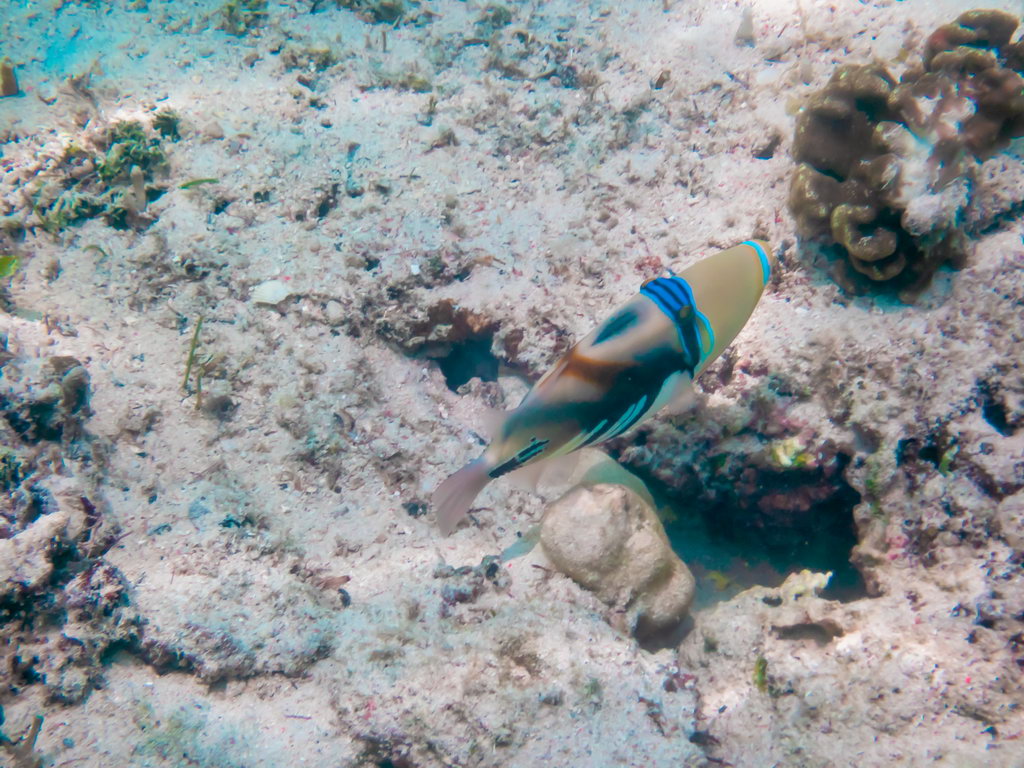 0205 Derawan Onder water.jpg