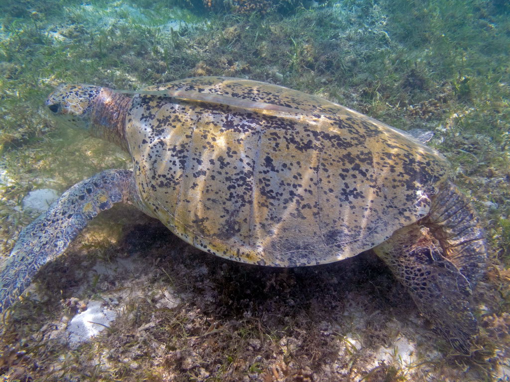 0208 Derawan Onder water.jpg