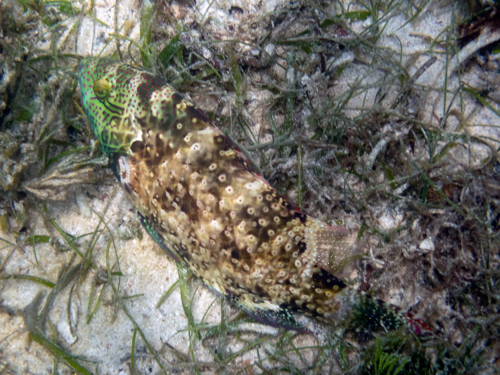 0210 Derawan Onder water.jpg