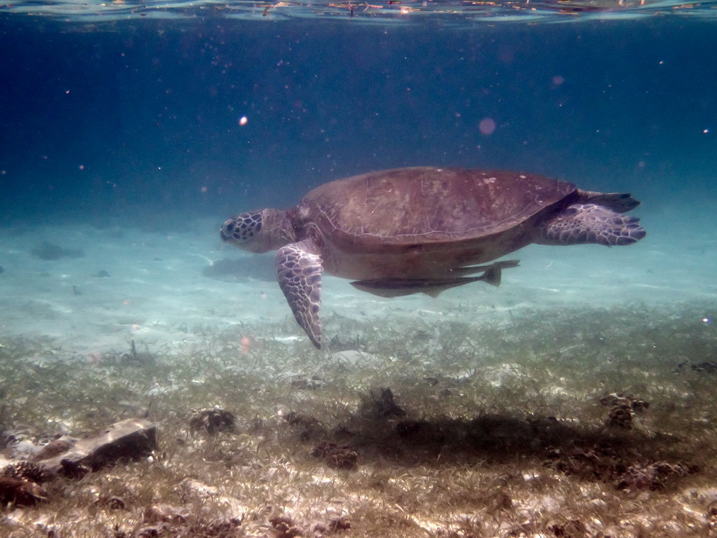 0212 Derawan Onder water.jpg