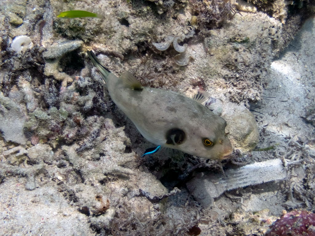 0217 Derawan Onder water.jpg