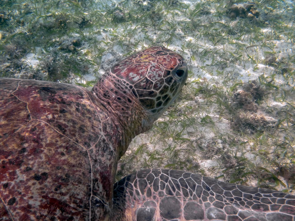 0222 Derawan Onder water.jpg