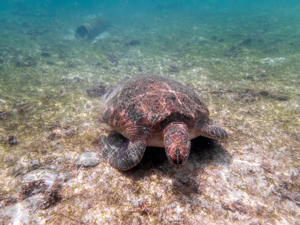 0225 Derawan Onder water.jpg