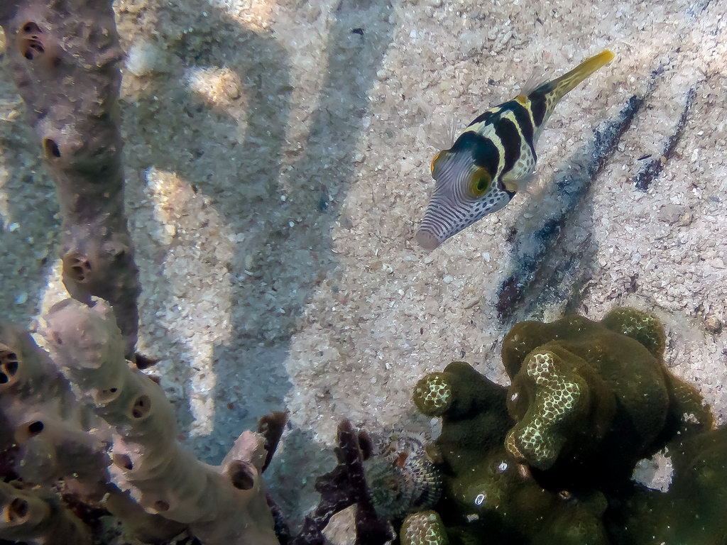 0229 Derawan Onder water.jpg
