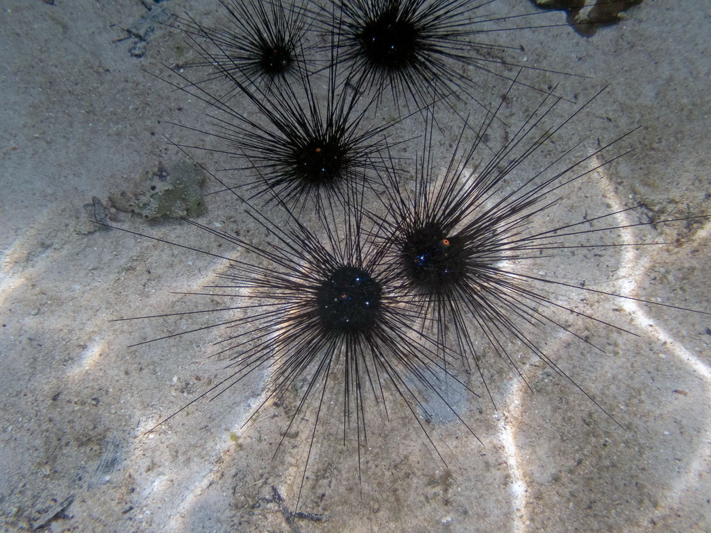 0236 Derawan Onder water.jpg