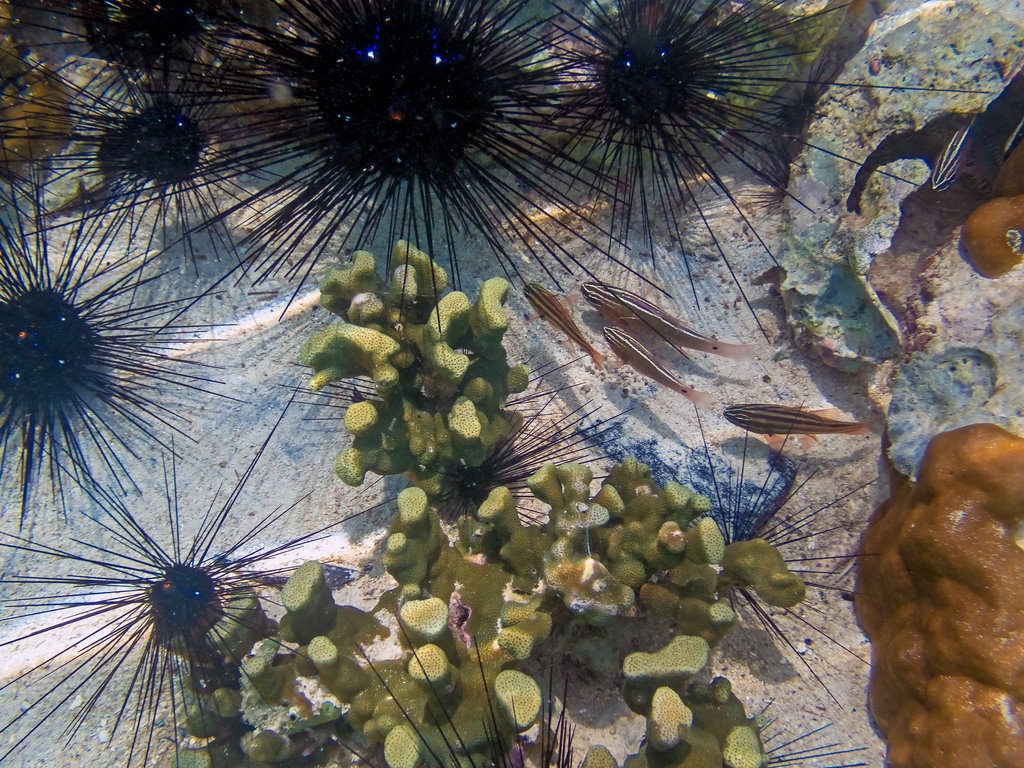 0247 Derawan Onder water.jpg