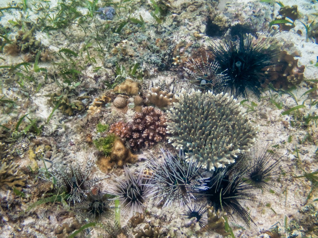 0259 Derawan Onder water.jpg