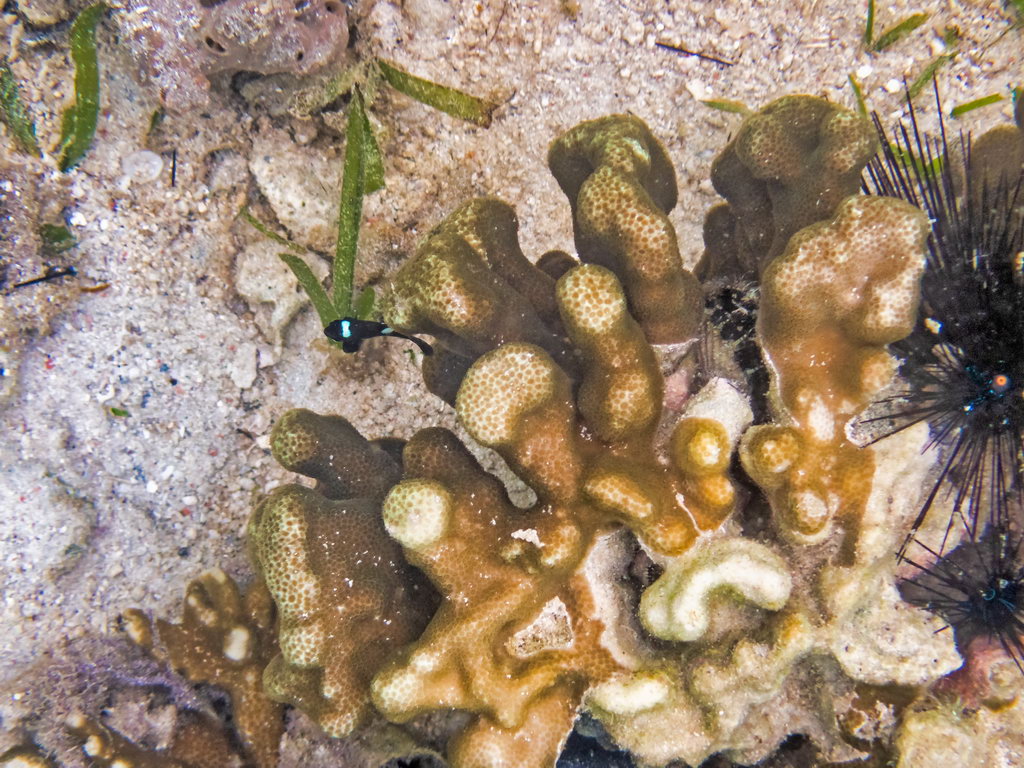 0269 Derawan Onder water.jpg