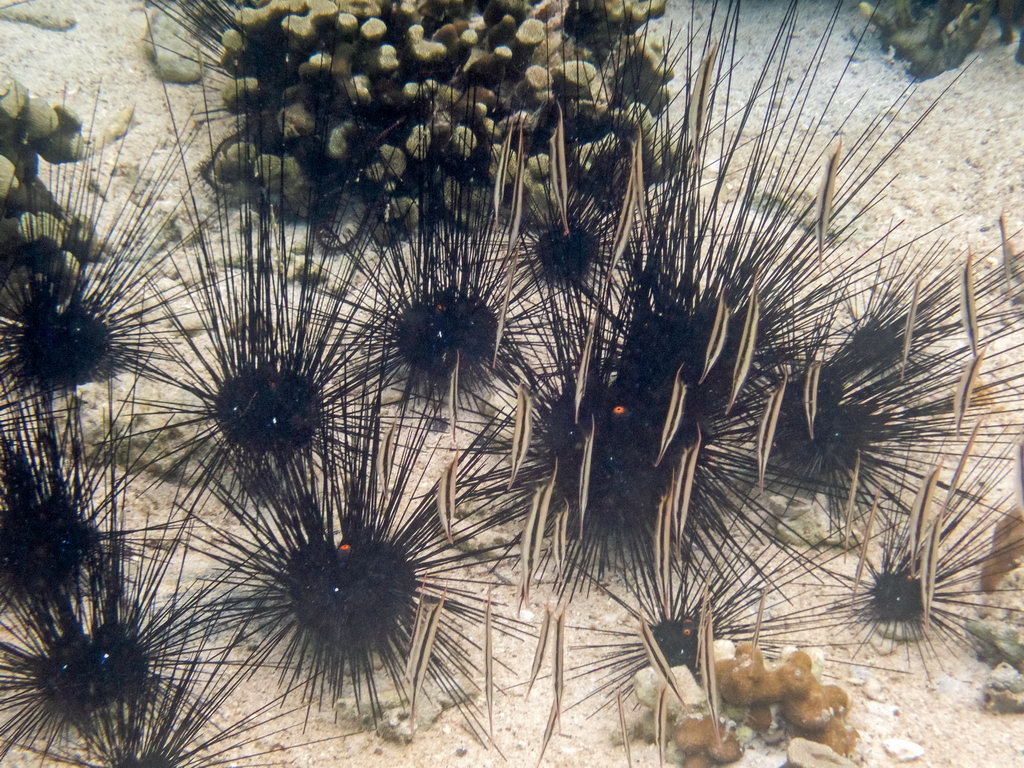 0270 Derawan Onder water.jpg