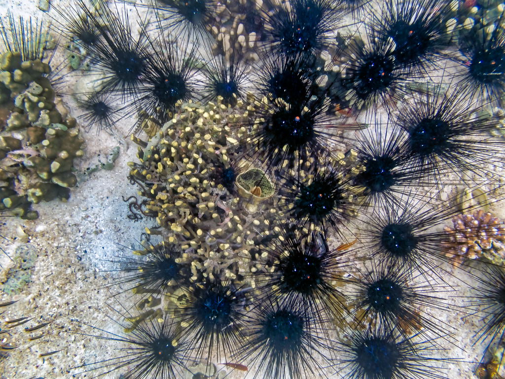 0275 Derawan Onder water.jpg