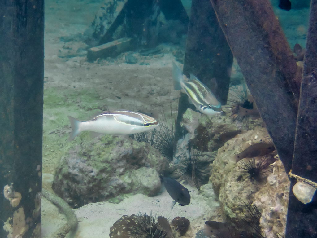 0284 Derawan Onder water.jpg