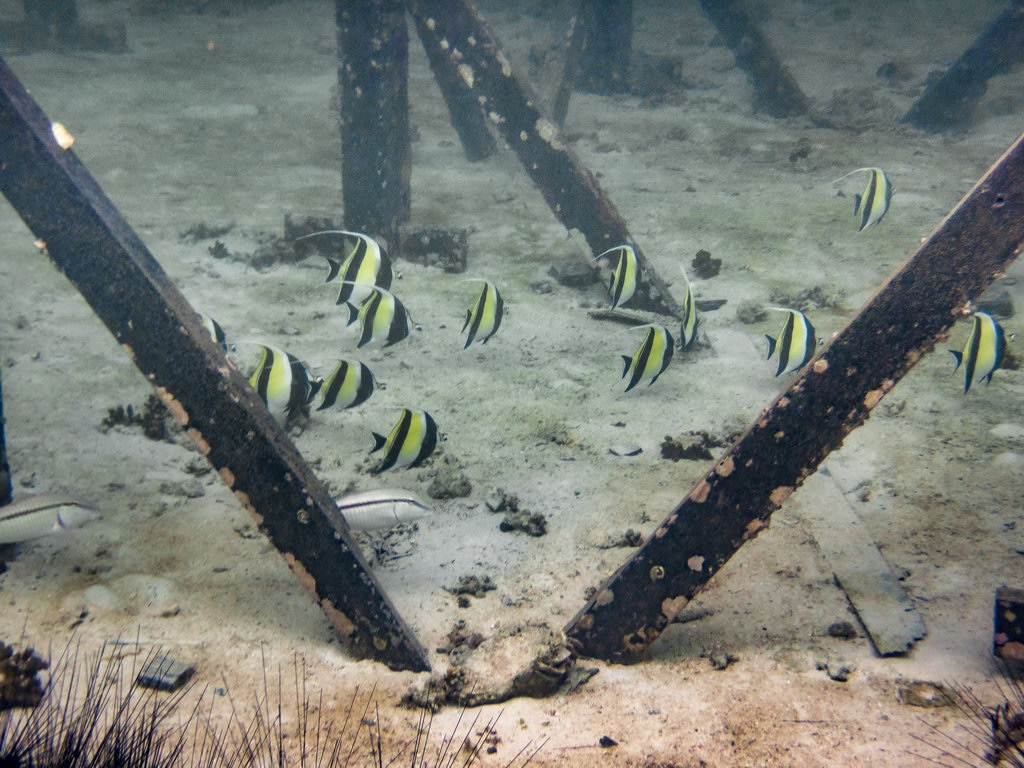 0298 Derawan Onder water.jpg
