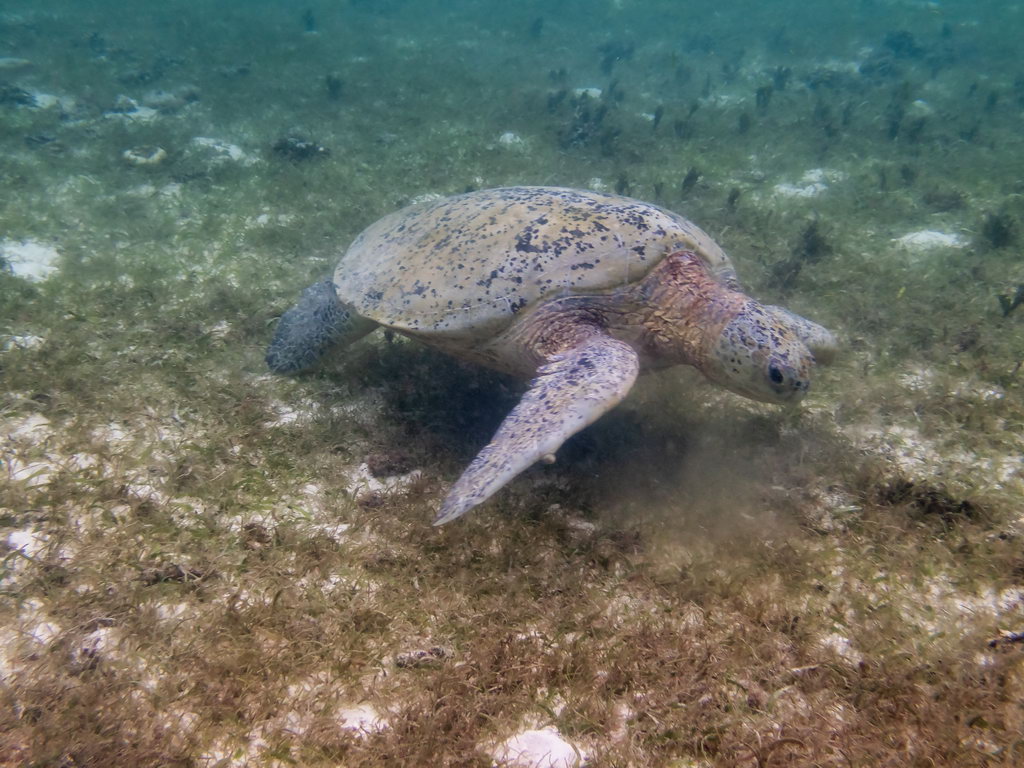 0305 Derawan Onder water.jpg