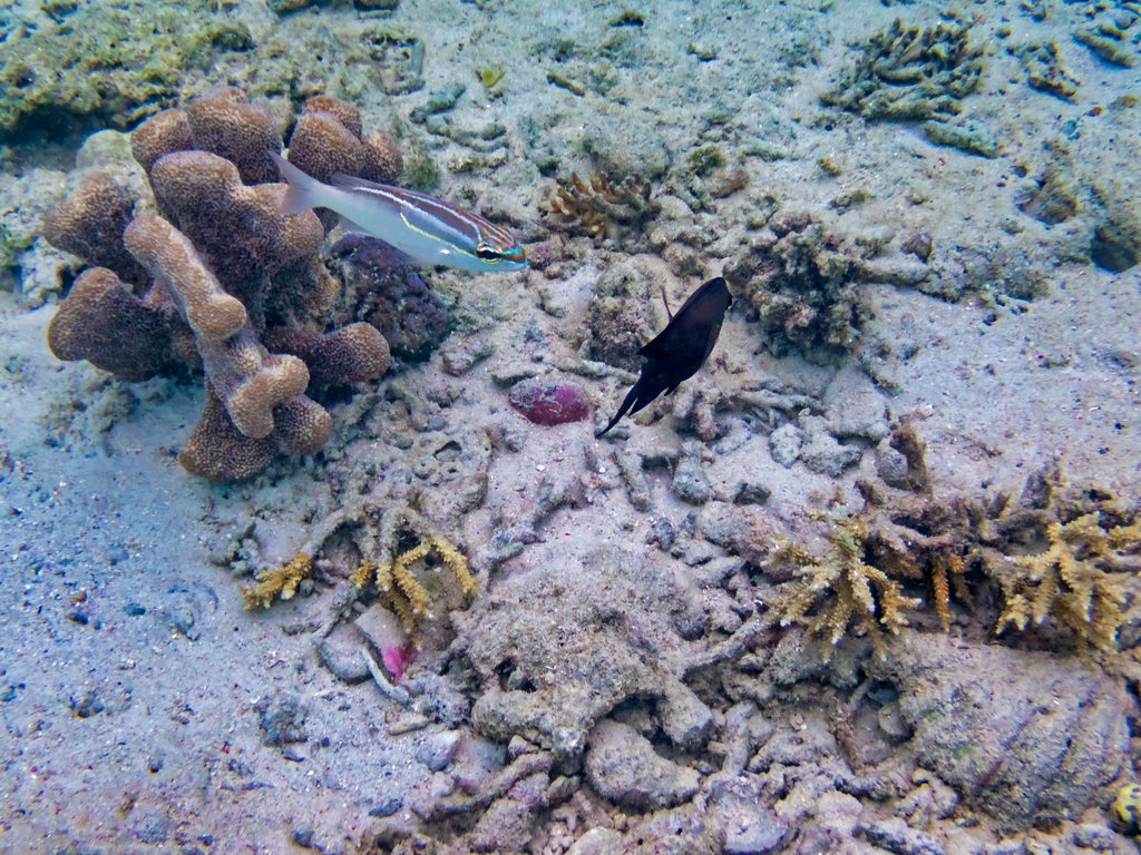 0314 Derawan Onder water.jpg