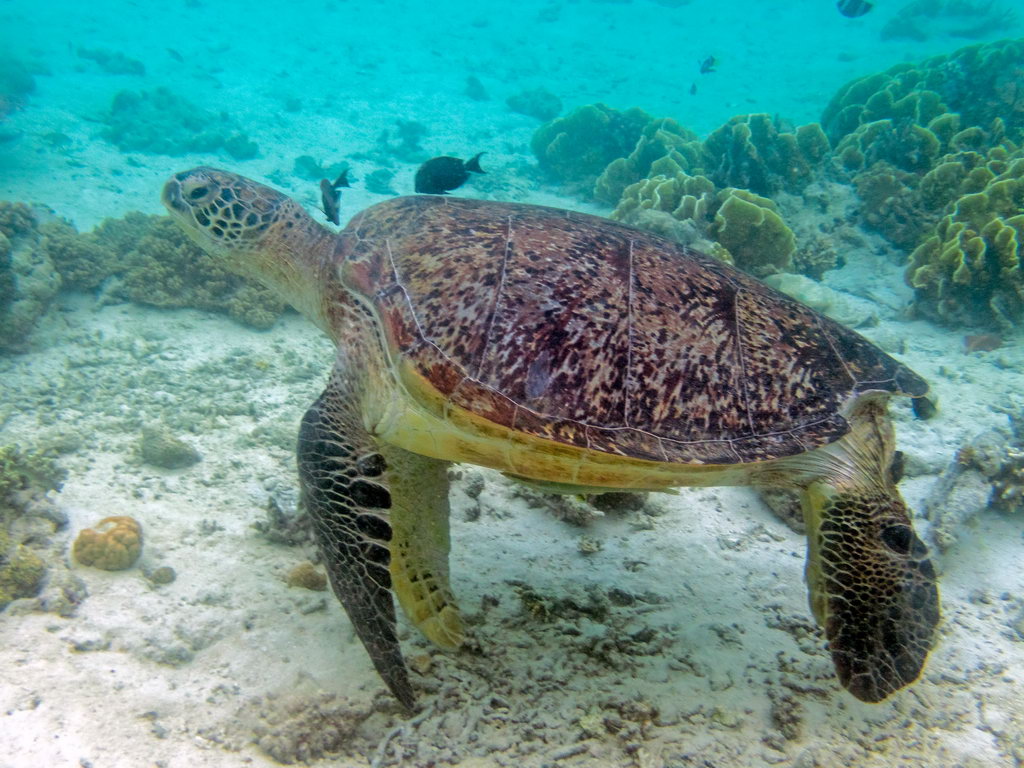 0322 Derawan Onder water.jpg