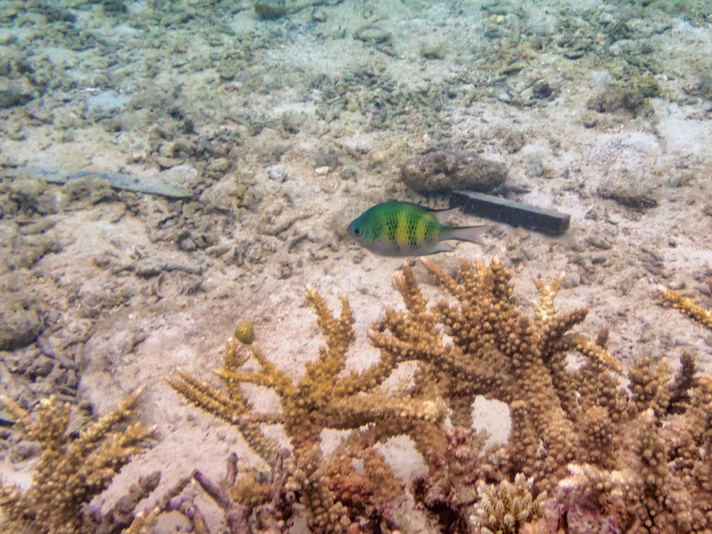 0324 Derawan Onder water.jpg