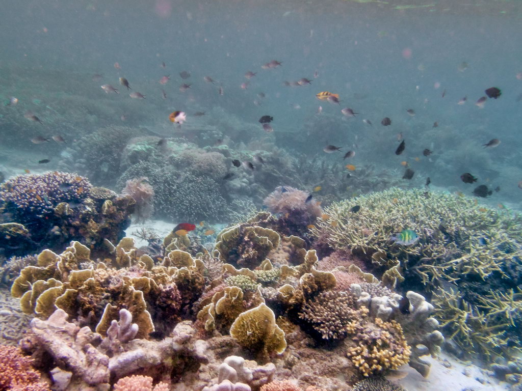 0330 Derawan Onder water.jpg
