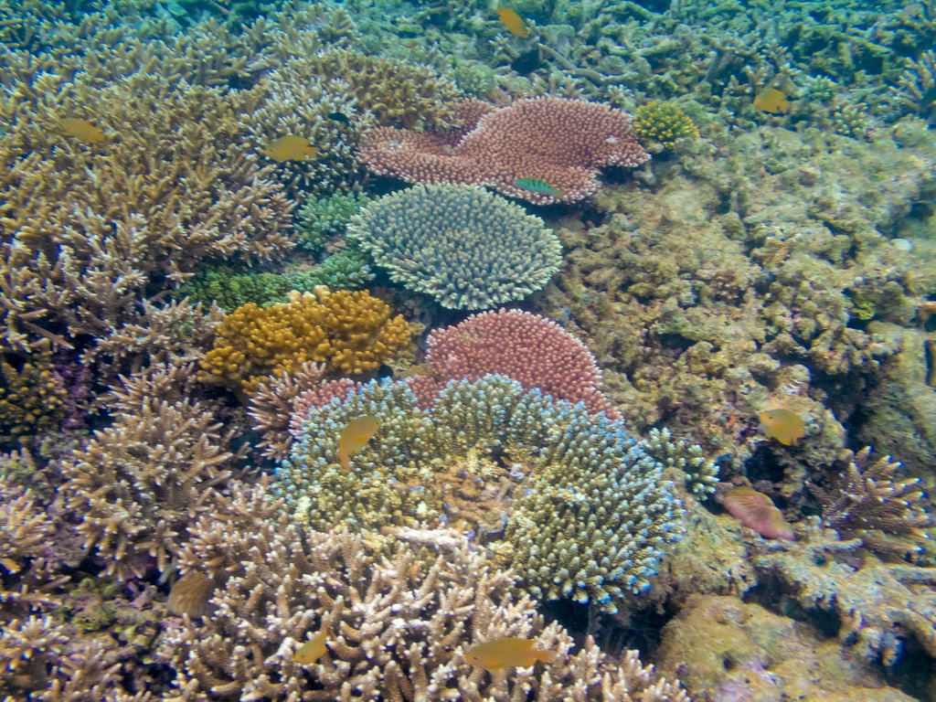 0331 Derawan Onder water.jpg