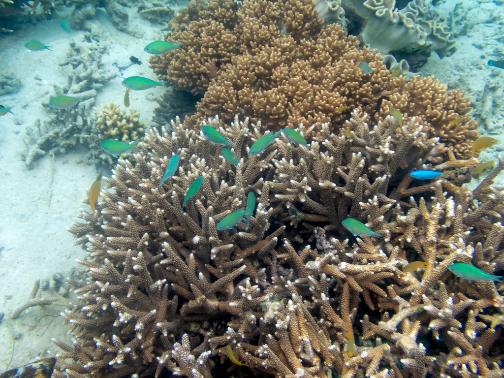 0332 Derawan Onder water.jpg