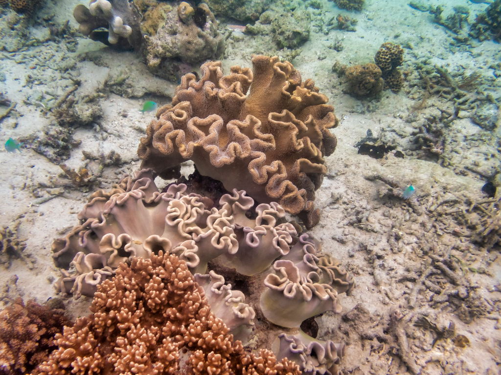 0334 Derawan Onder water.jpg