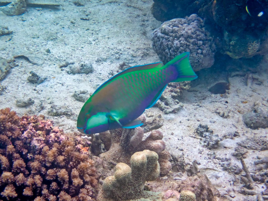 0347 Derawan Onder water.jpg