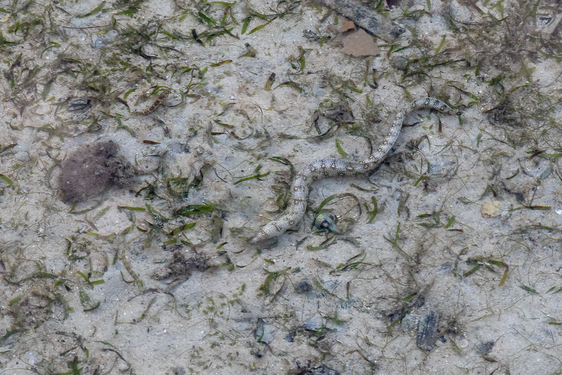 8518 Derawan Zeeslang.jpg