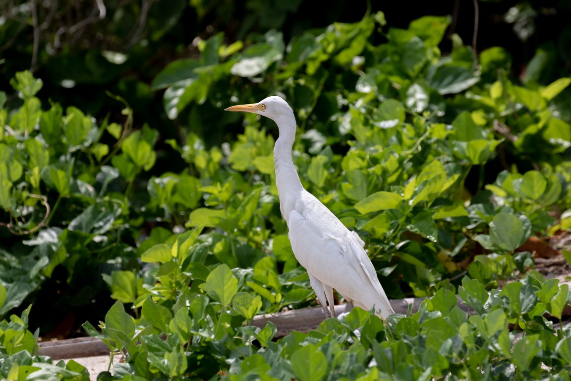 8547 Derawan Grote zilverreiger.jpg