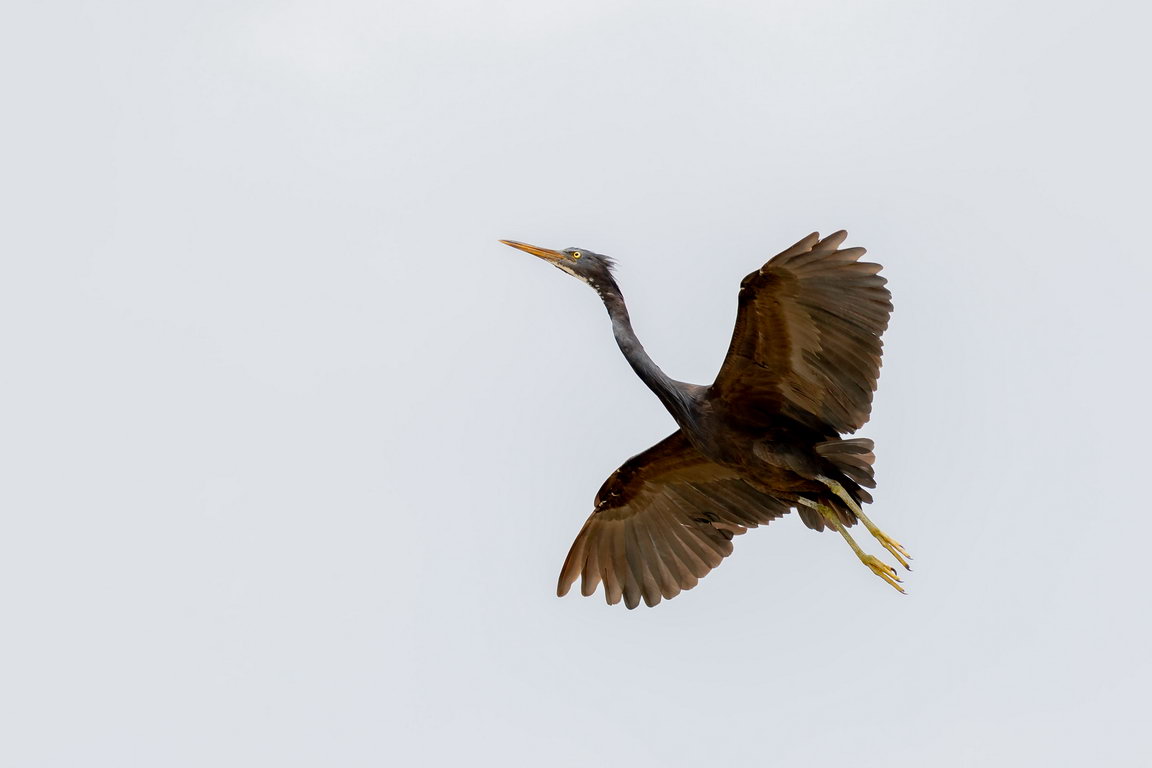 8560 Derawan Oostelijke Rifreiger.jpg