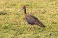 2730 Champaner Zwarte Ibis