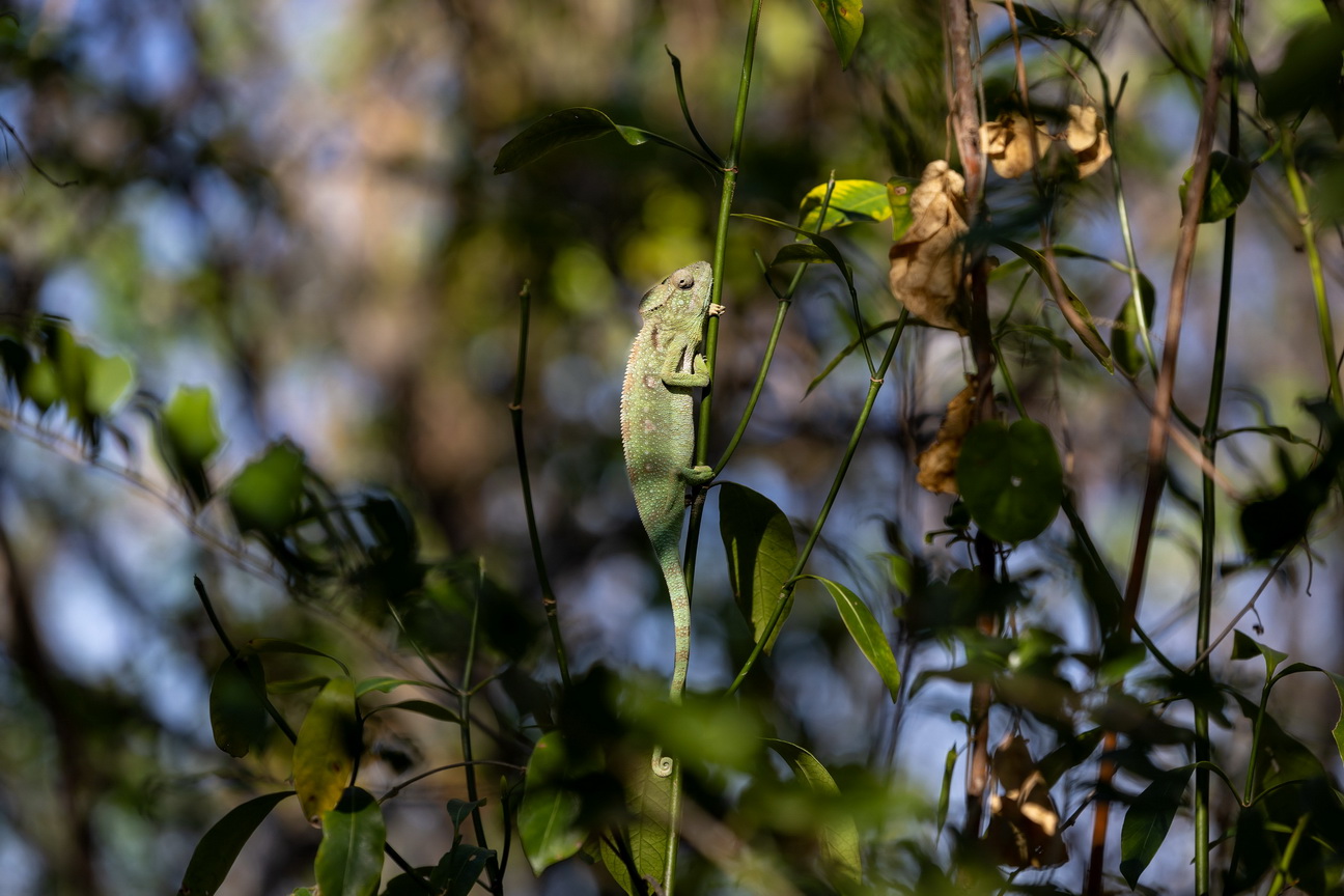 0680 Anja Park Tapijtkameleon.jpg