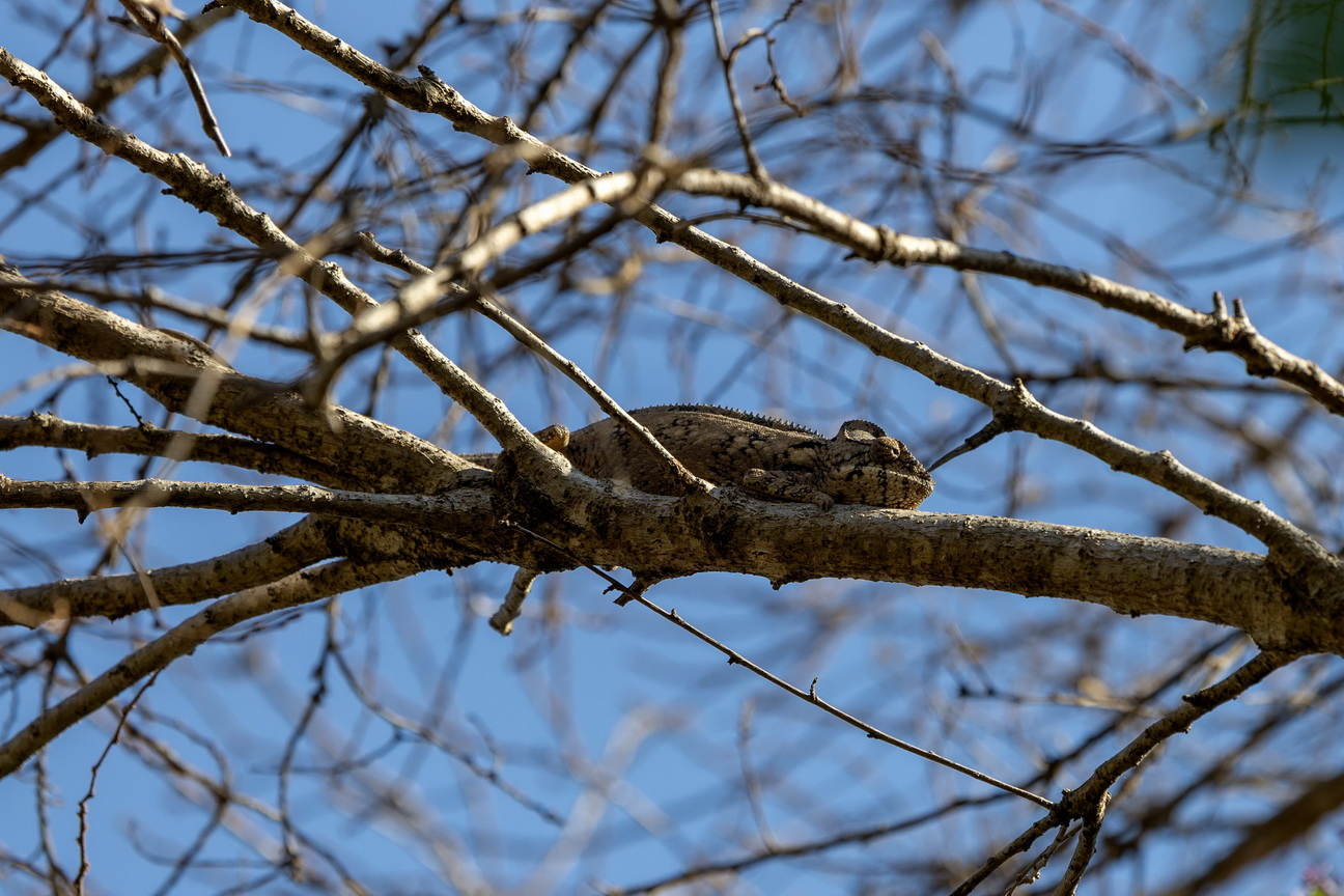 0682 Anja Park Reuzenkameleon.jpg