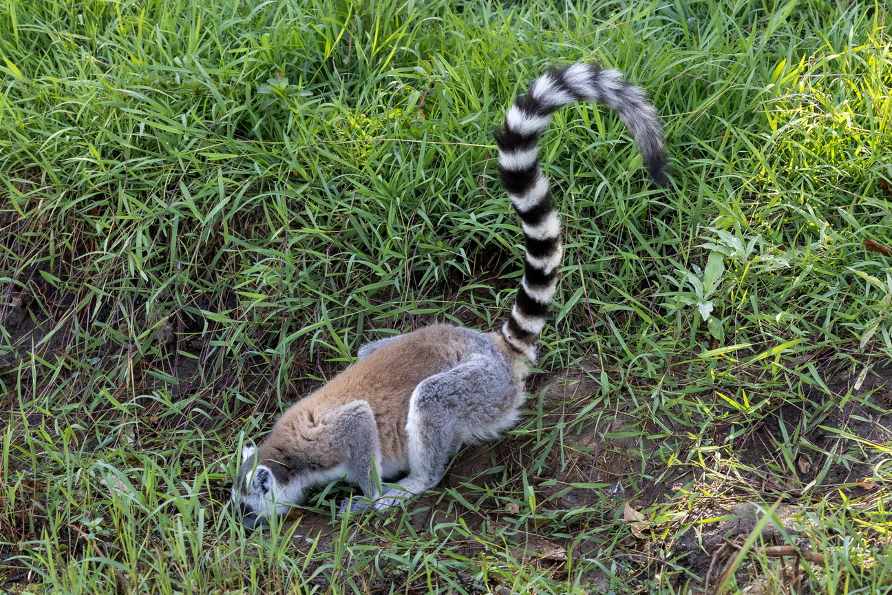0731 Anja Park Ringstaart Maki.jpg