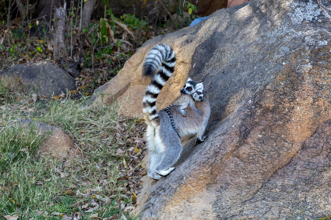 0735 Anja Park Ringstaart Maki.jpg