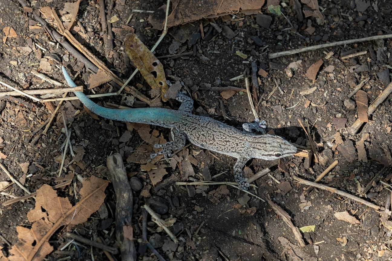 0752 Anja Park Madagascardaggekko.jpg