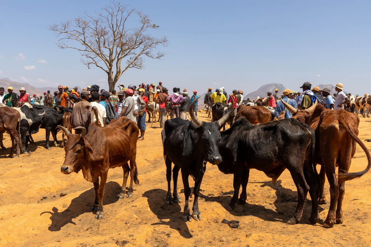 0783 Ambalavao Zebumarkt.jpg