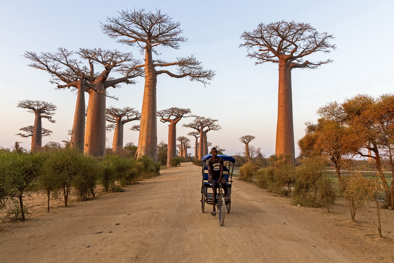 0201 Allee des Baobab Zonsondergang.jpg