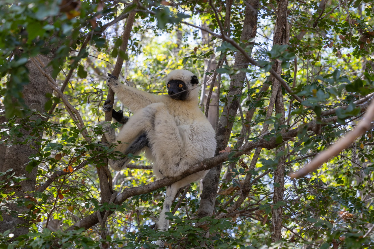 0280 Tsingy de Bemaraha Deckens Sifaka.jpg