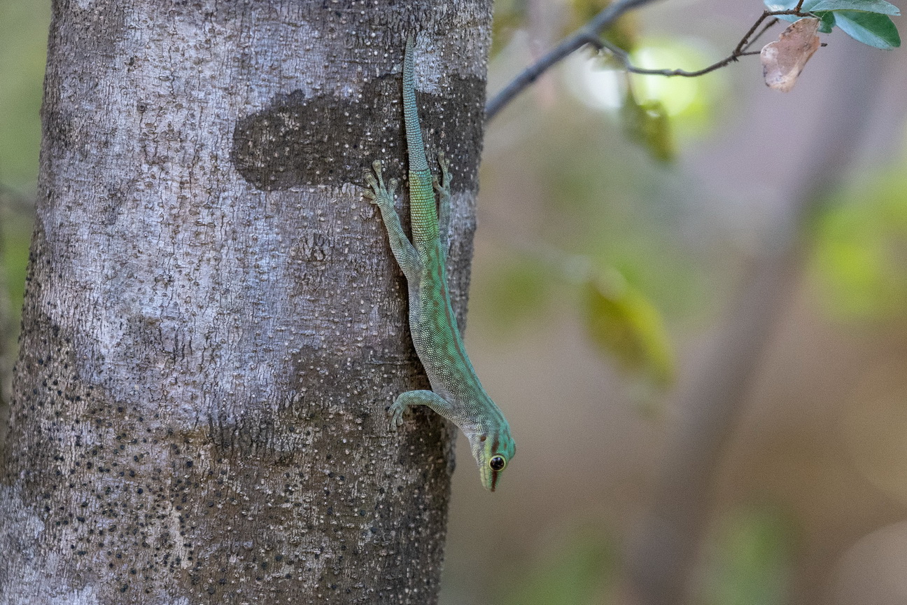 0288 Tsingy de Bemaraha Madgascar Daggekko.jpg