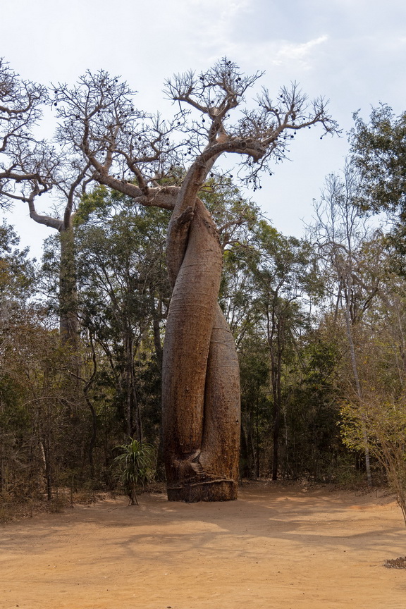 0338 Kirindy NP LoveBaobab.jpg