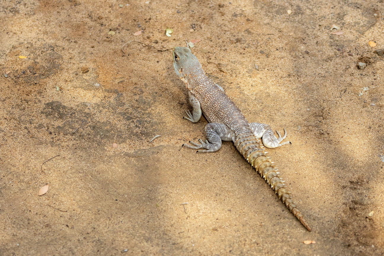 0349 Kirindy NP Madagascar Leguaan.jpg
